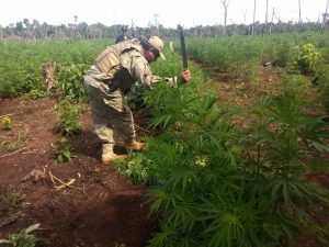 Polícia paraguaia destrói plantação de maconha na fronteira com o MS